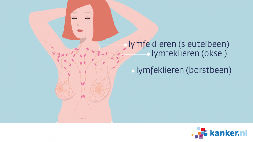 Rond de borsten zitten lymfeklieren: in het sleutelbeen, oksel en het borstbeen.