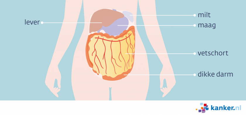 Aan de onderkant van de maag hangt een vetschort. Dit  bedekt een groot deel van de darmen.
