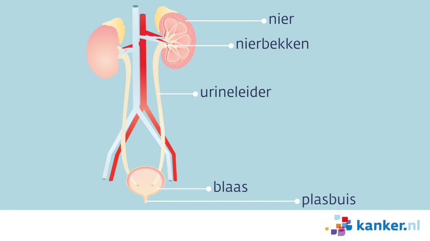 De urinewegen bestaan uit de nieren, de nierbekkens, de urineleiders, de blaas en de plasbuis.